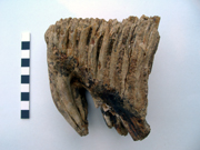 Mammoth tooth from Riverdale Road, Sturry