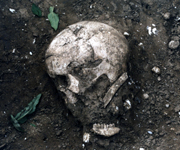 Skull found at the same level and close to the pottery vessel pictured above